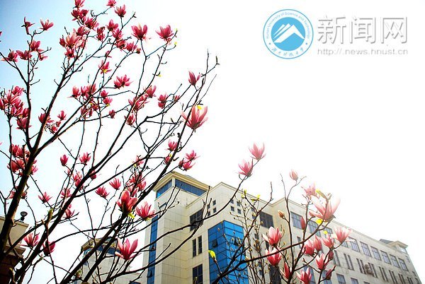 春之美 在校園