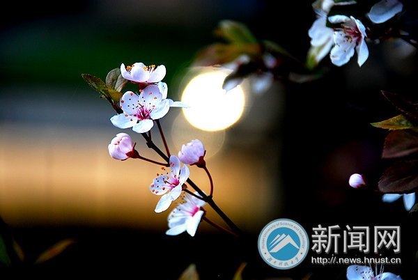 春之美 在校園