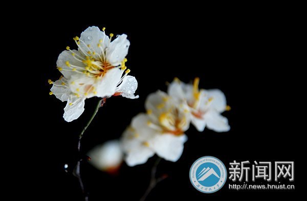 春之美 在校園