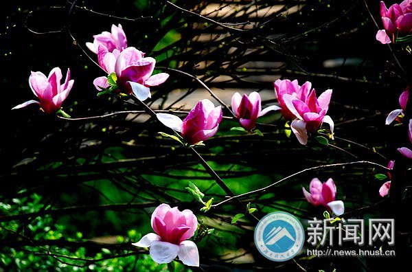 春之美 在校園