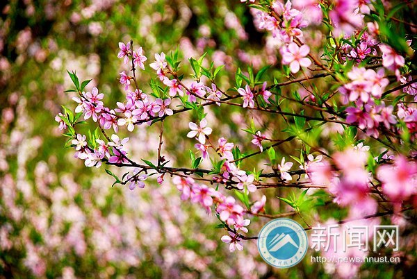 春之美 在校園
