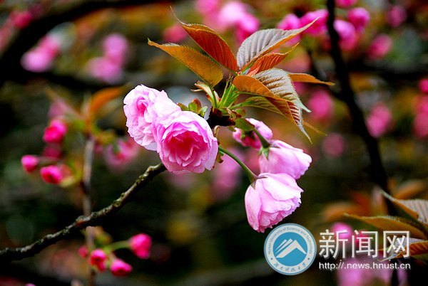 春之美 在校園