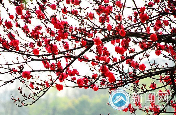 春之美 在校園