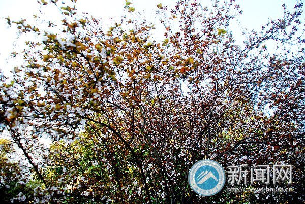春之美 在校園