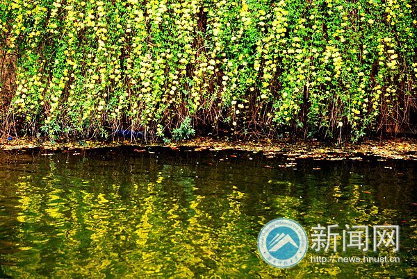 春之美 在校園