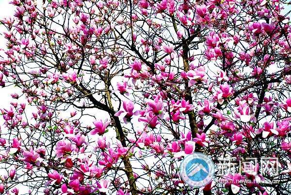春之美 在校園