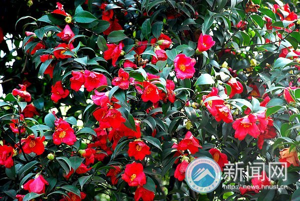 春之美 在校園