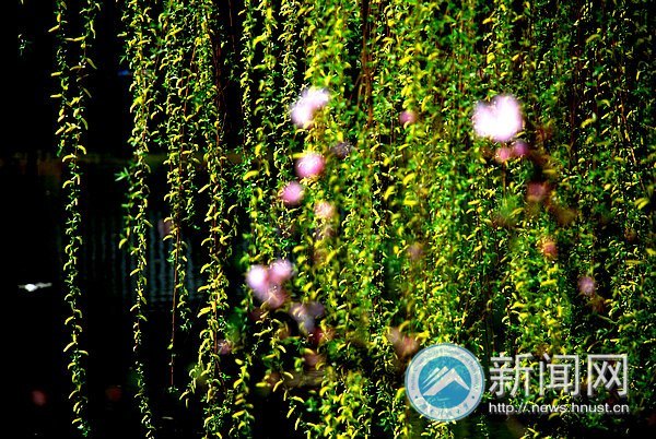 春之美 在校園