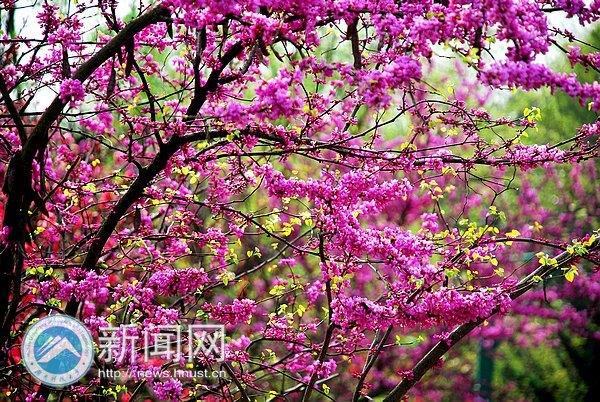 春之美 在校園