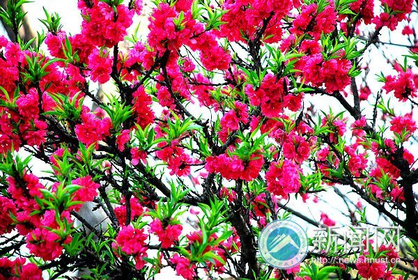 春之美 在校園