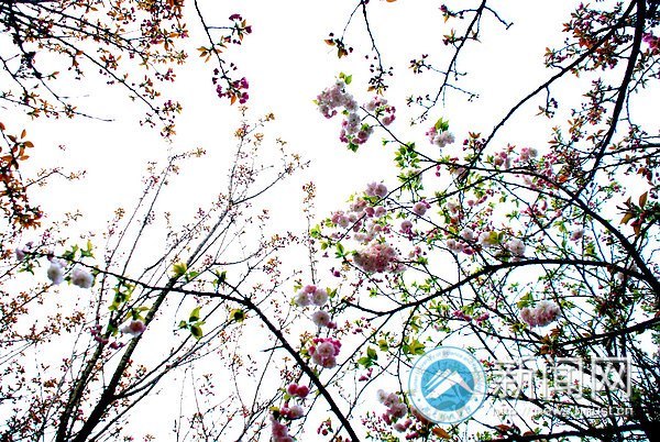 春之美 在校園