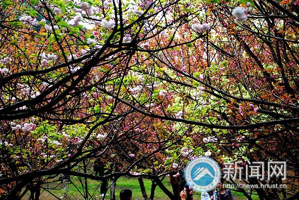 春之美 在校園
