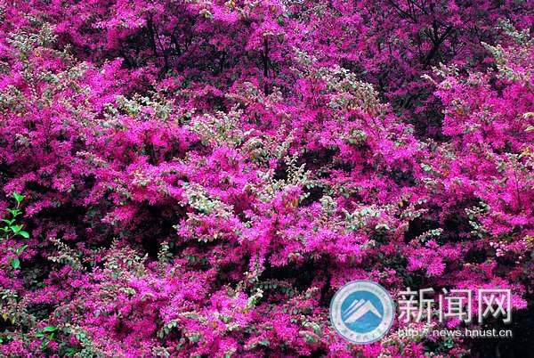 春之美 在校園