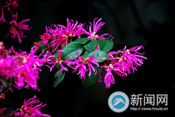 春之美 在校園