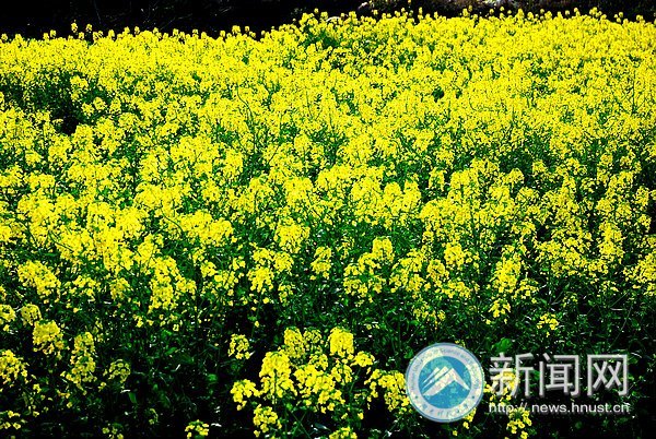 春之美 在校園