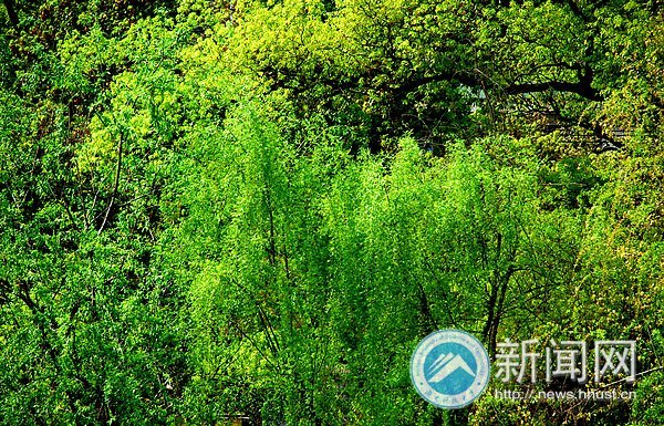春之美 在校園