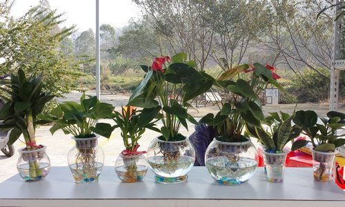 【一面旗幟】科技創新 綠色水培